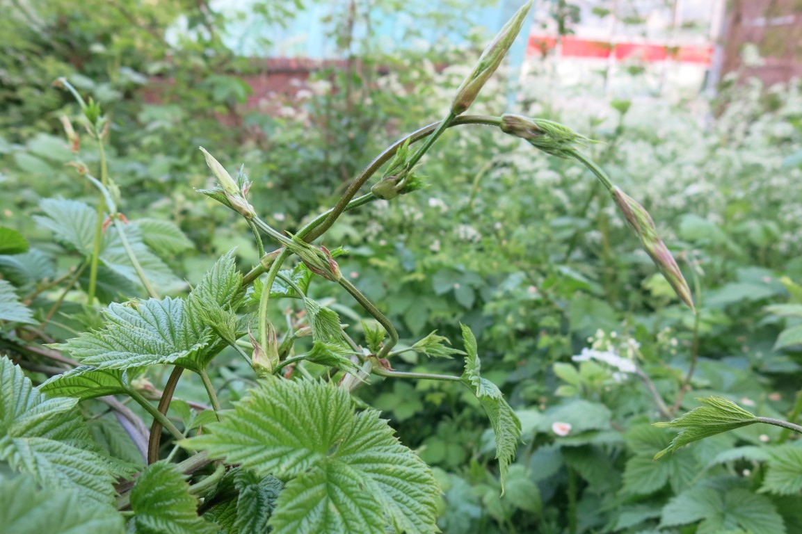 Pflück-Glück: Ich sammle ... Hopfensprossen - Schmeckt nach mehr